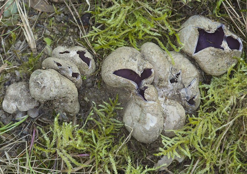 Sarcosphaera coronaria